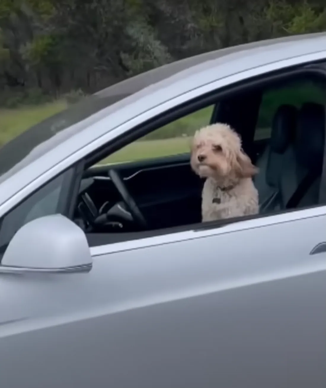 Un chien au volant d'une Tesla